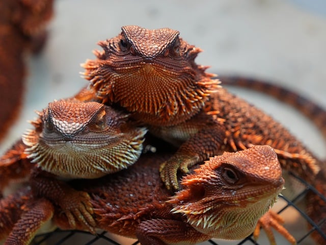 Diverse group of pet owners learning about financial planning strategies together